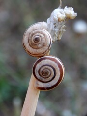 two small snails on a plant