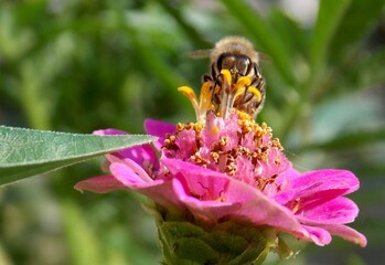 bee on a large pink flower