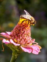 bee on a large pink flower