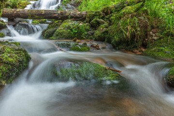 Stream flows among stones and vegetation in green forest in spring