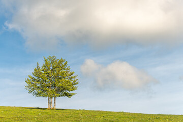 Isolated trees at the top of the Vosges mountains.