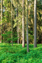 Fototapeta premium Summer forest scene in the Czech Republic