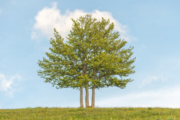 Isolated trees at the top of the Vosges mountains.