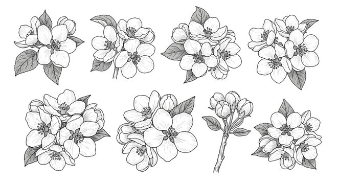 Detailed engravings of various apple blossom clusters with leaves and buds, showcasing the delicate beauty of fruit tree flowers.