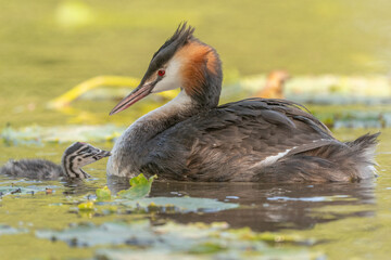 Great Crested Grebe (Podiceps cristatus) with calf in water at edge of marsh during day