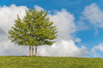 Isolated trees at the top of the Vosges mountains.