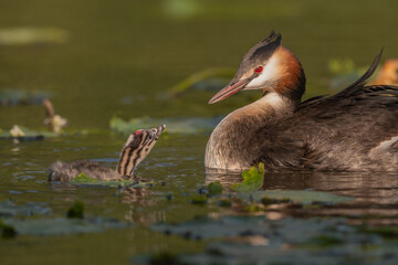 Great Crested Grebe (Podiceps cristatus) with calf in water at edge of marsh during day