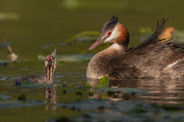 Great Crested Grebe (Podiceps cristatus) with calf in water at edge of marsh during day