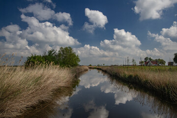 Peaceful polder landscape with aquatic grass along a canal in Flanders. Springtime light over the historic Yser River countryside in Belgium. Former WWI Western Front battlefield in nature.