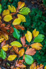 Fototapeta premium Leaves change color in autumn as they hang above green plants on the forest floor in a natural setting during a sunny day