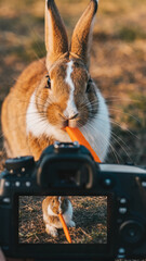 Happy rabbit eating carrot from first person view, POV filming cute animal outdoor. camera captures adorable bunny enjoying its food in natural setting
