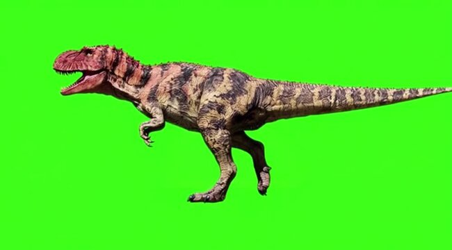 Dinosaur In a natural movement on green screen background.