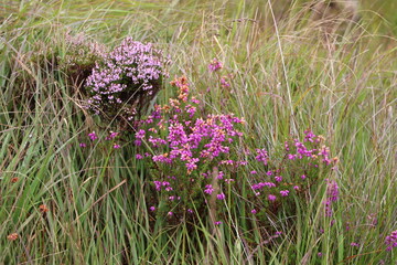 Beaut&eacute; brute de la flore sauvage et des montagnes du Parc National du Connemara