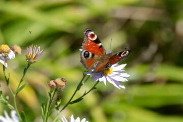 European peacock butterfly (Aglais io) sitting on a daisy in Zurich, Switzerland