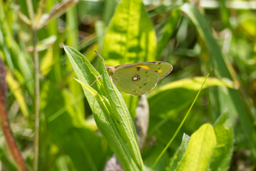 Clouded Yellow (Colias croceus) Butterfly perched on a blade of grass in Zurich, Switzerland