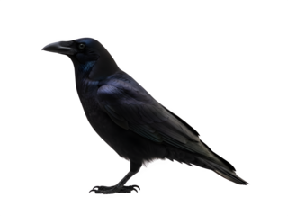 Black Crow standing in profile, isolated on white background