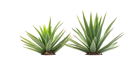 Yucca aloifolia, aloe yucca dagger plant and Spanish bayonet frontal view on transparent background
