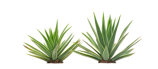 Yucca aloifolia, aloe yucca dagger plant and Spanish bayonet frontal view on transparent background