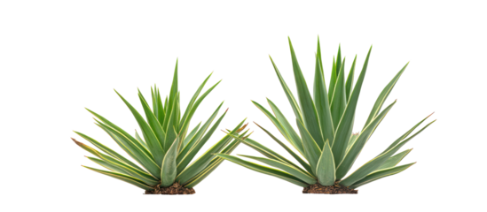 Yucca aloifolia, aloe yucca dagger plant and Spanish bayonet frontal view on transparent background