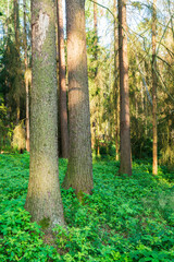 Fototapeta premium Summer forest scene in the Czech Republic