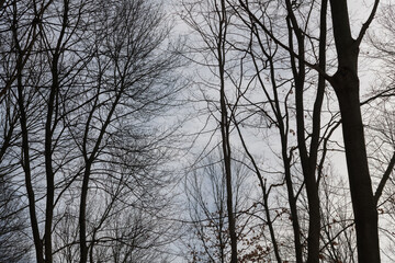 abstract view of bare trees in a winter park