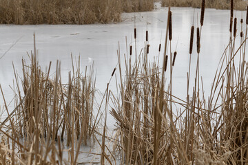 dried reeds and cattails in and around a frozen pond