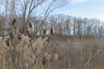 dried grass seed head plumes, staghorn sumac drupe clusters, and trees, some at the top of an escarpment
