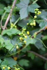 Fototapeta premium Bryonia alba grows in nature
