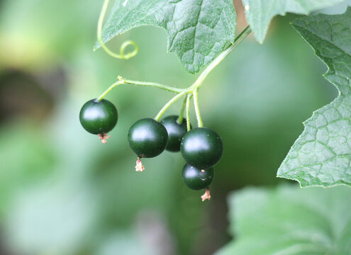 Bryonia alba grows in nature