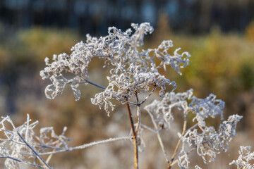 Macro Details of Hoarfrost on Dried Plants