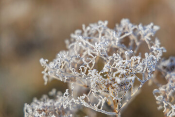 Macro Details of Hoarfrost on Dried Plants