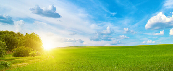 Natural Rural Field of Young Wheat Illuminated by Morning Sunligh