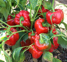 In organic soil, sweet peppers grow