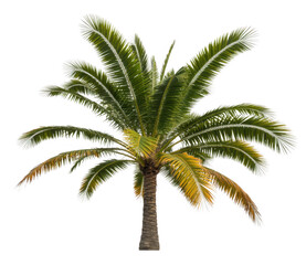 Green Palm Tree with Long Leaves isolated on a transparent background