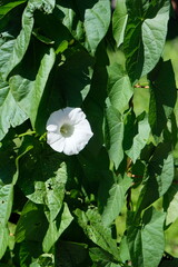white flower against a background of large green leaves