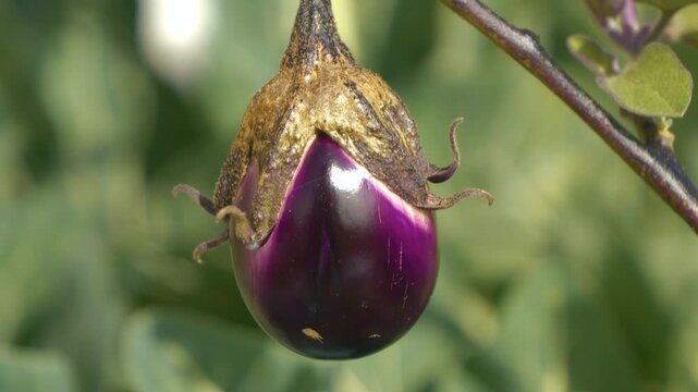 CLOSE UP, DOF: Purple glossy eggplant fruit growing in summer vegetable garden. Healthy and organic vegetables produced in home garden. A sunlit, violet glowing aubergine ripening on a plant branch.