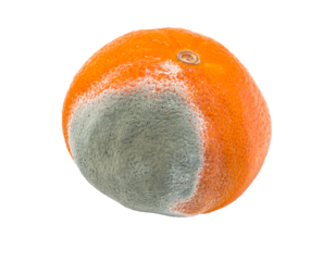 Moldy orange decomposing with green fungus on transparent background