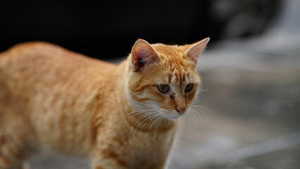 Fototapeta premium A stray cat wandering the alleyways of Morocco