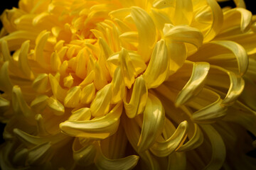 Closeup image of Chrysanthemums flower