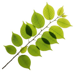 Vibrant green leaves on a branch