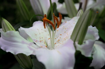 white lily flower