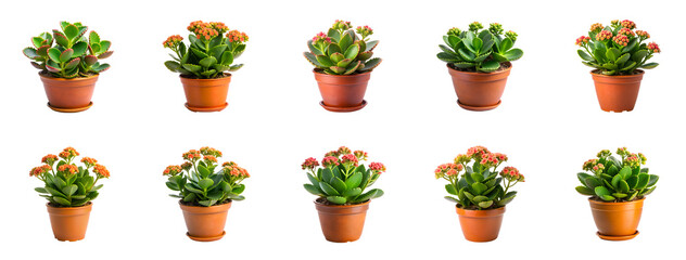 Collection of Collection of Potted kalanchoe lariniata lovely decorative plant isolated on transparent background