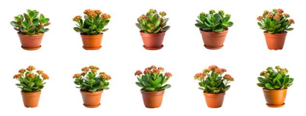 Collection of Collection of Potted kalanchoe lariniata lovely decorative plant isolated on transparent background
