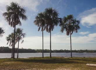 Mauritia Flexuosa Palm Trees on the Shore of Canaima Lagoon, Venezuela
