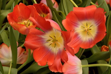 Tulip Orange Blooming