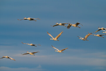 A flock of sandhill cranes flying high in a blue sky, Hiwassee Wildlife Refuge, Meigs County, Tennessee