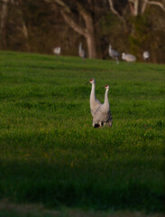 Two sandhill cranes standing close to each other and keeping a sharp eye on their surroundings, Harrison Bay Wildlife Refuge, Meigs County, Tennessee