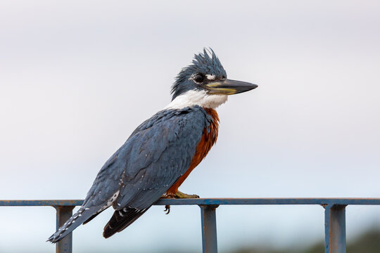 Ringed kingfisher (Megaceryle torquata), large, conspicuous, and noisy kingfisher. Corumba South Pantanal Mato Grosso, Brazil. Brazilian wildlife and birdwatching.
