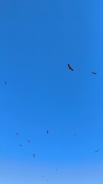 Buitre leonado volando sobre cadaver animal