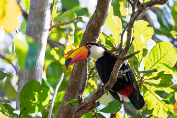 Toco toucan (Ramphastos toco), species of bird in the toucan family Ramphastidae. Largest species of toucan. Corumba, South Pantanal, Mato Grosso do Sul, Brazil. Brazilian wildlife and birdwatching. © ArtushFoto